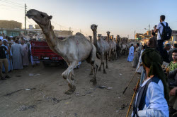 Birqash camel market ahead of Eid Al-Adha in Egypt