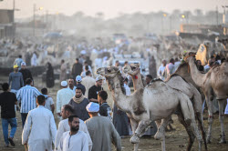 Birqash camel market ahead of Eid Al-Adha in Egypt