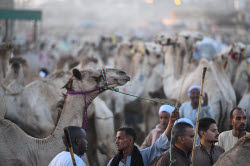 Birqash camel market ahead of Eid Al-Adha in Egypt