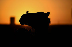 Birqash camel market ahead of Eid Al-Adha in Egypt