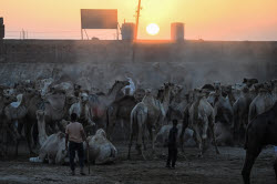 Birqash camel market ahead of Eid Al-Adha in Egypt