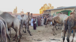 Hundreds of camels are put up for sale in Giza for Eid al-Adha