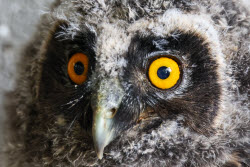 (+VIDEO) Baby animals in Bakhchisaray's Park of Miniatures