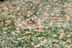 Food festival Moscow Rides the Wave. The Fish Week