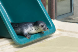 Seal howlers move to the breeding area