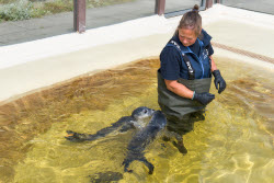 Seal howlers move to the breeding area