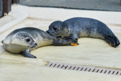 Seal howlers move to the breeding area