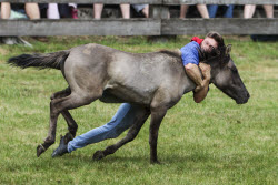 Traditional capture of wild horses in the Merfelder Bruch
