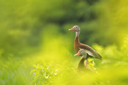 Wildlife Ducks At Florida Wetland