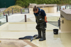 Relocation of the first harbor seal howlers to the breeding area