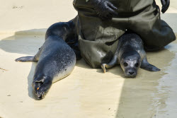 Relocation of the first harbor seal howlers to the breeding area