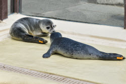 Relocation of the first harbor seal howlers to the breeding area