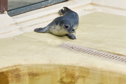Relocation of the first harbor seal howlers to the breeding area
