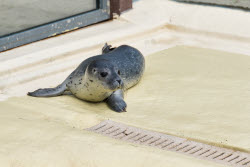 Relocation of the first harbor seal howlers to the breeding area
