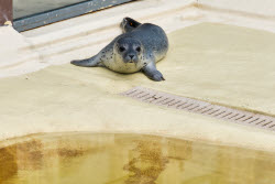 Relocation of the first harbor seal howlers to the breeding area