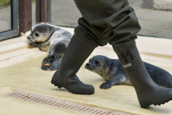 Relocation of the first harbor seal howlers to the breeding area