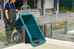 Relocation of the first harbor seal howlers to the breeding area