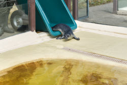 Relocation of the first seal howlers to the breeding area