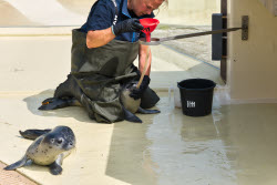 Relocation of the first harbor seal howlers to the breeding area