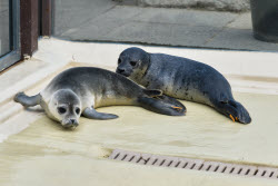Relocation of the first harbor seal howlers to the breeding area