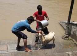 India Kashmir Eid-al-Adha