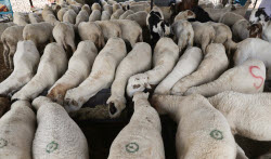 Preparations ahead of Eid al-Adha in Srinagar