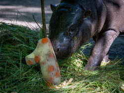 Berlin dwarf hippopotamus Toni has first birthday