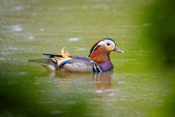 Birds in Vladivostok, Russia