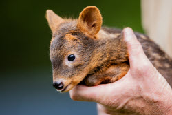 Southern pudu offspring at Cologne Zoo