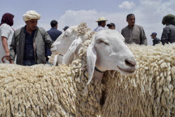 Syria prepares to celebrate Eid al-Adha