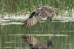 Osprey Bird Of Prey Snatches Fish From The Water