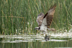 Osprey Bird Of Prey Snatches Fish From The Water