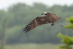 Osprey Bird Of Prey Snatches Fish From The Water
