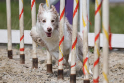 Russia 2025 dog show