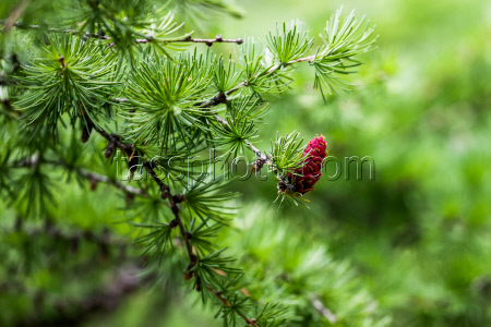 Sikhote-Alin Nature Reserve in Primorye Territory, Russia