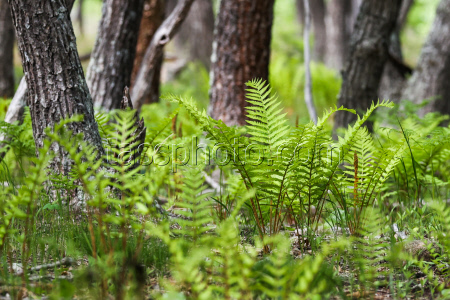 Sikhote-Alin Nature Reserve in Primorye Territory, Russia