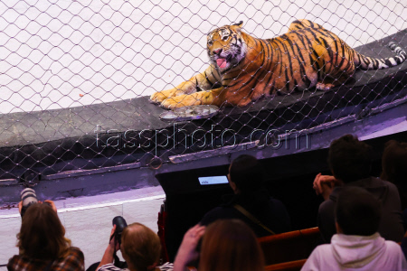 Open rehearsal at Great Moscow Circus