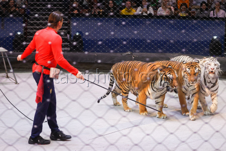 Open rehearsal at Great Moscow Circus