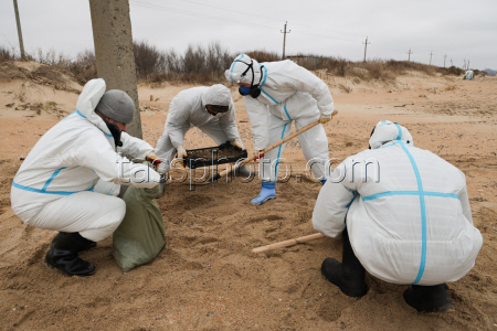 Oil spill clean-up of Anapa beaches