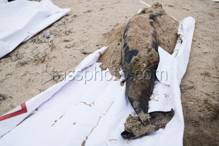 Oil spill clean-up of Anapa beaches