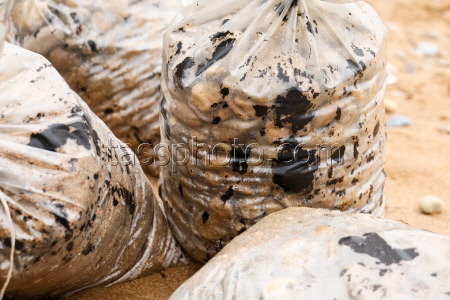Oil spill clean-up in Sevastopol