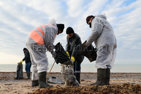Oil spill clean-up of Crimean beaches