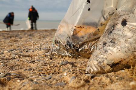 Oil spill clean-up of Crimean beaches