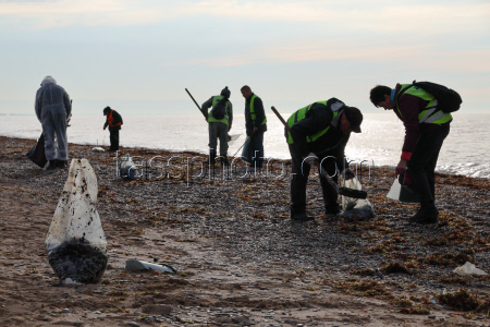 Oil spill clean-up of Crimean beaches