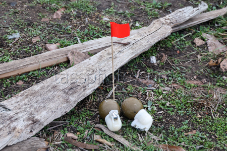 Sappers deployed in Zaporozhye Region