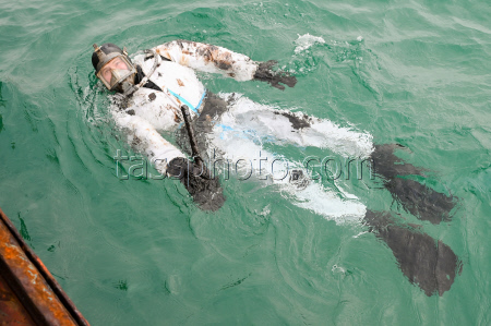 Seabed clean-up in Anapa, Russia