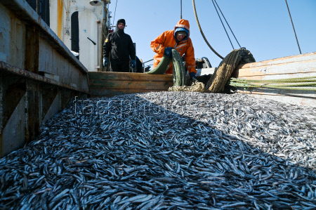 Anchovy fishing in Black Sea