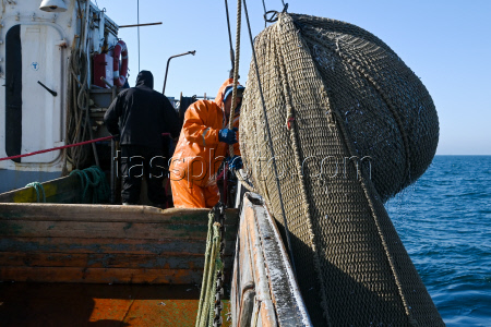 Ловля хамсы в Черном море
