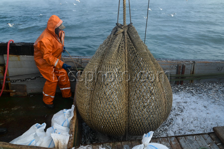Ловля хамсы в Черном море