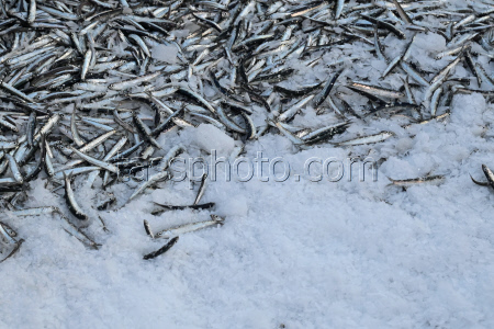 Anchovy fishing in Black Sea